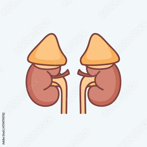 Anatomical illustration showing a pair of human kidneys with adrenal glands, depicted in a simplified, cartoon-like style.