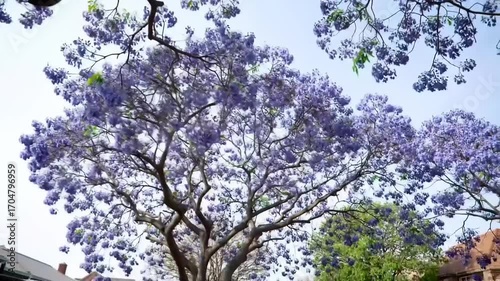 Tree trunk and blooming branches against a clear sky background