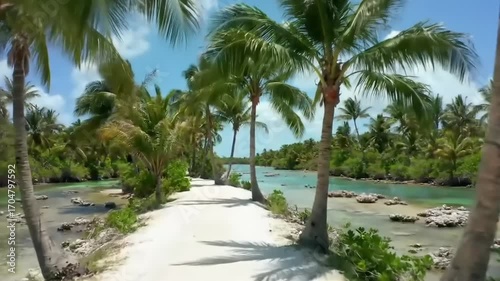 Tropical island pathway through palm trees on sunny day