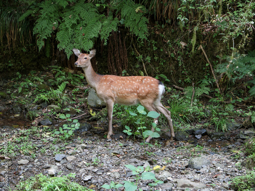 A wild deer staring at us