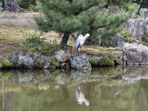 A heron standing by the pond and pine tree