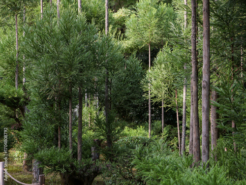 Straight pine trees