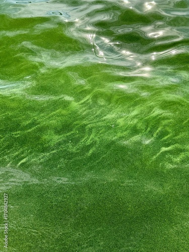 Bright green algae bloom covering natural water surface in sunlight