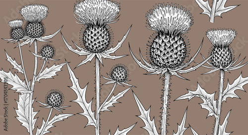 A striking botanical illustration of blooming thistles against a solid background.
