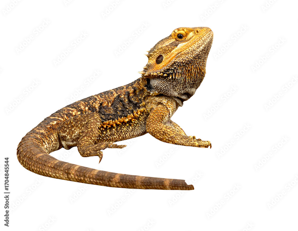 Naklejka premium Side Profile Bearded Dragon Resting on Rock, natural pose, isolated PNG