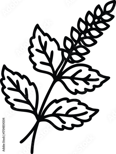 Minimal line icon of a Tulsi plant with leaves Holy Basil medicinal herb