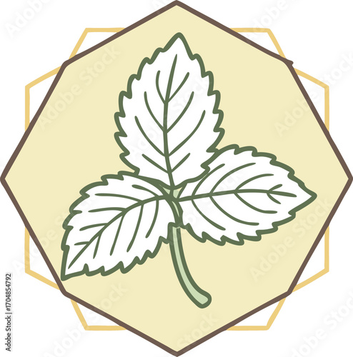 Minimalist lemon balm leaf illustration within a hexagon frame plant herb