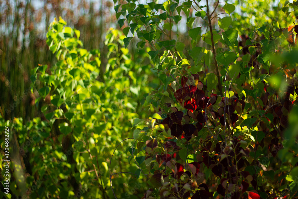Fototapeta premium Vibrant Green and Red Foliage Flourishing Under Bright Sunlight in a Lush Garden Setting