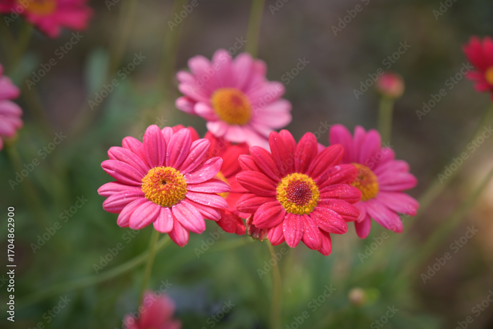 A group of vibrant pink and red daisy-like flowers with bright yellow centers bloom in a garden, with water droplets on their petals visible up close. A group of vibrant pink and red daisy-like flowers with bright yellow centers bloom in a garden, with water droplets on their petals visible up close.