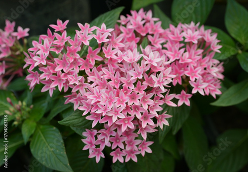A cluster of soft pink Pentas flowers in full bloom, with star-shaped petals and green leaves in the background.