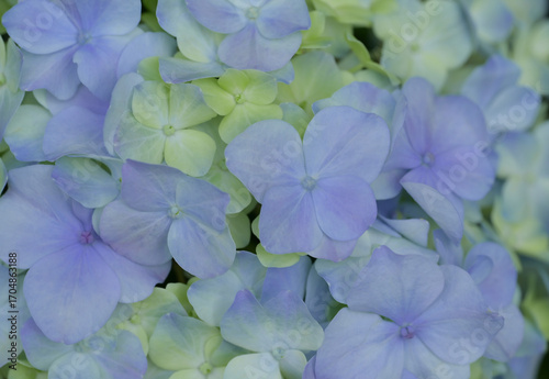 A close-up of delicate blue and pale green hydrangea blossoms, showcasing their soft petals and natural gradient hues in gentle light.
