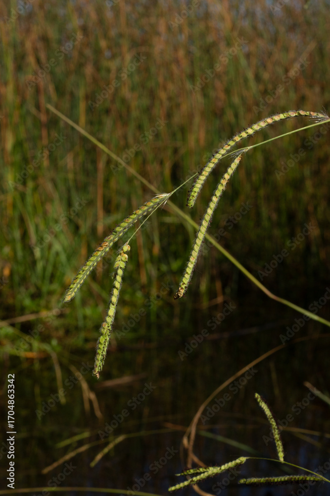 Naklejka premium Wild Grasses Gracefully Bend Near a Tranquil Water Surface in a Serene Natural Habitat During the Golden Hour of Sunset