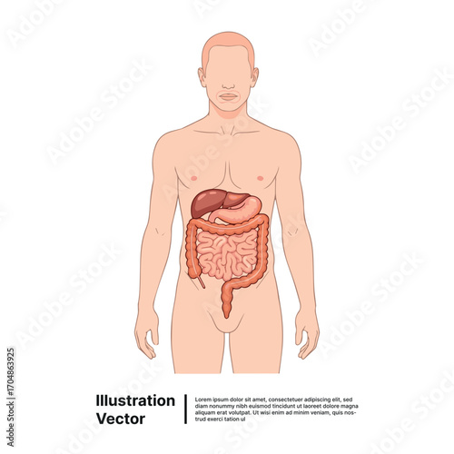 Anatomical illustration of the human digestive system with the liver and intestines in a male body