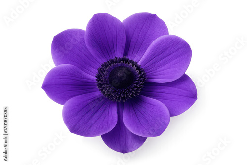Vivid blooming purple flower with sharp detail and soft shadow isolated on pure white background ideal for botanical prints packaging and product design
