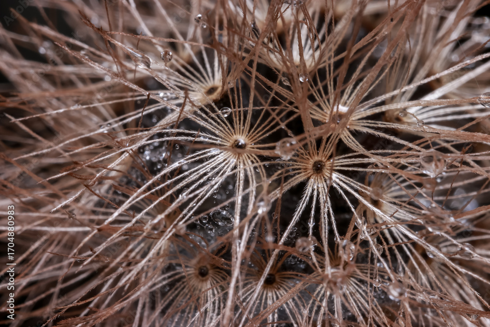 Fototapeta premium Extreme close up shot of dry dandelion flower seed details with water droplets.