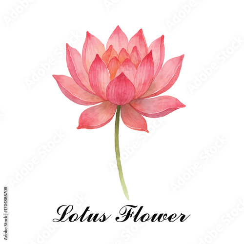 Lotus flower vector water color style