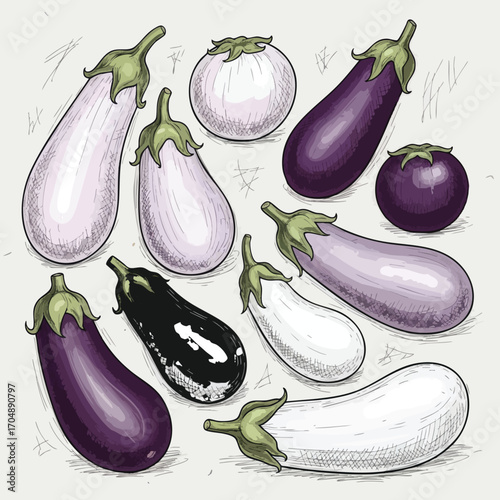 Collection of Eggplants Colorful illustration of various eggplant varieties perfect for culinary websites cookbooks and food blogs