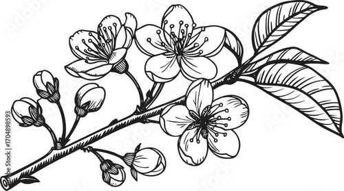 Delicate sketch of cherry blossoms branch with buds and leaves hand drawn botanical art for spring and nature designs