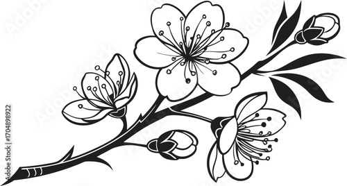 Delicate black and white sketch of blooming cherry blossoms on a twig symbolizing spring's renewal and natural beauty