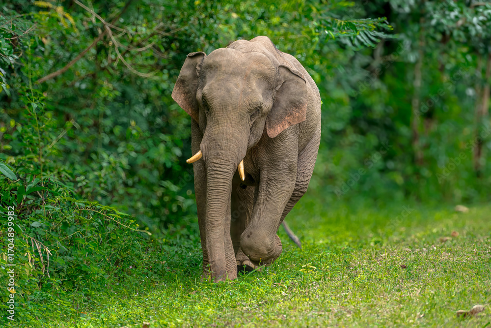 Obraz premium Its body is gray, its snout is called the trunk. The trunk of the Asian elephant has only one beak. Nakhon Ratchasima, Thailand.