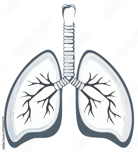 Clean anatomical depiction of the human respiratory system with lungs and trachea