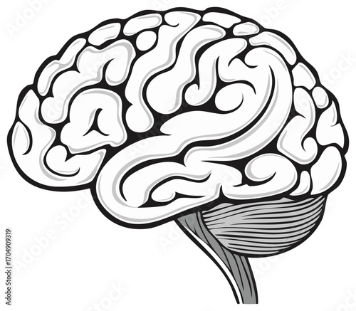 Brain illustration, anatomical structure of the cerebrum and cerebellum, vector