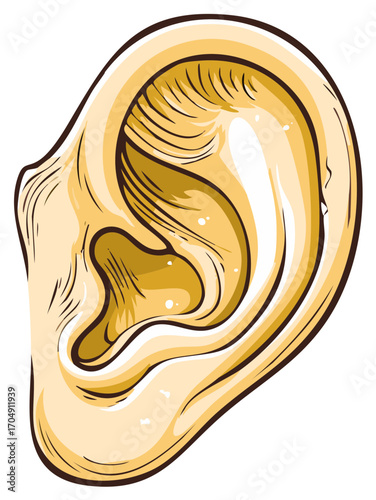Detailed anatomical illustration of a human ear showing outer structure and auditory function