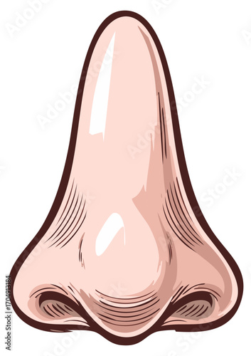 Illustration of a human nose, detailed medical art. Cartoon graphic.