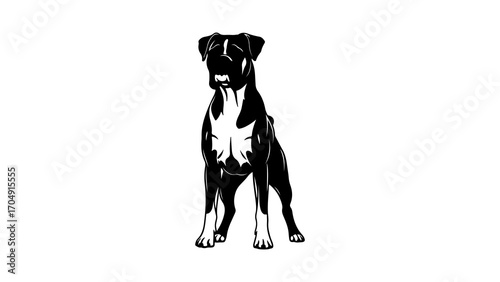 Boxer dog standing with transparent background