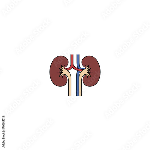 Human kidneys icon, a simple illustration of the urinary system organ for medical and educational purposes. Human Anatomy and Organ Systems concept