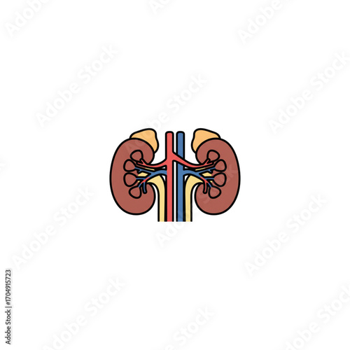 Anatomical vector illustration of human kidneys with renal artery and vein. A flat design icon representing the urinary system organ concept for medicine