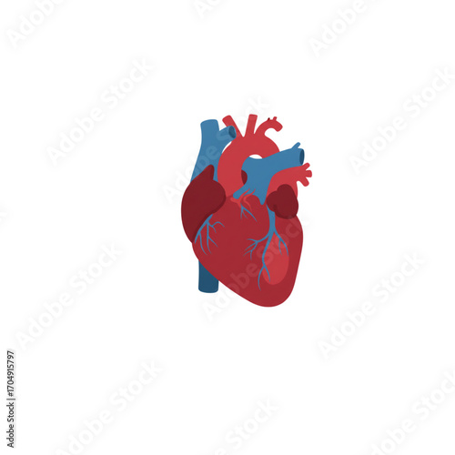 Anatomical human heart illustration isolated on a white background. A detailed medical vector graphic representing cardiology, science, and the concept of life