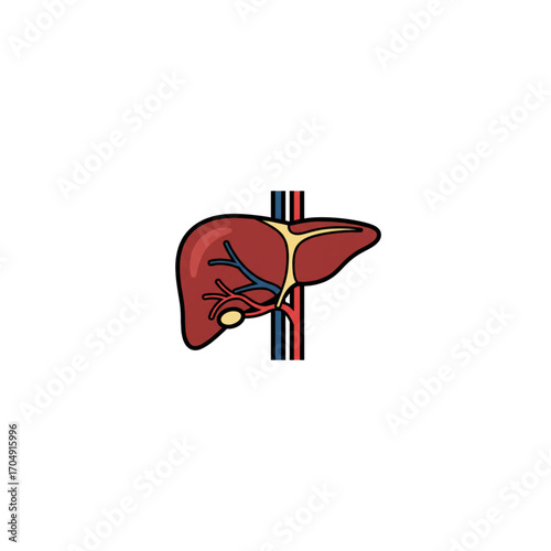 Vector illustration of the human liver organ, showing the gallbladder and blood vessels. Anatomical icon for medical and scientific concepts