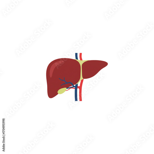 Human liver organ flat vector illustration. Medical anatomy concept for healthcare, biology, and digestive system education