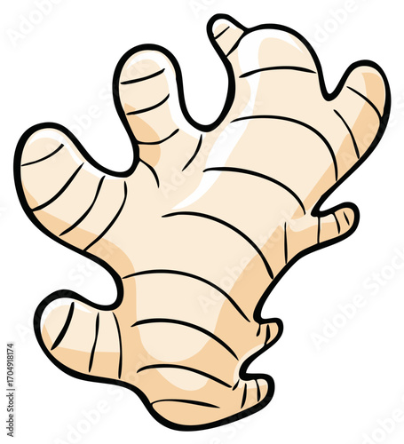 Root Ginger Cartoon Illustration of Whole Vegetable, Sharp and Sweet Flavor, Aroma and Spicy Taste