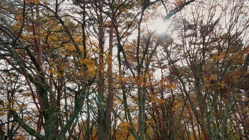 4K Colorful Autumn maple leaves
