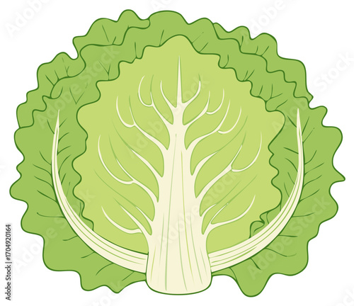 Fresh Green Lettuce Head Vegetable Close Up Illustration Vector Graphic Image for Food Marketing and Healthy Lifestyle Concepts
