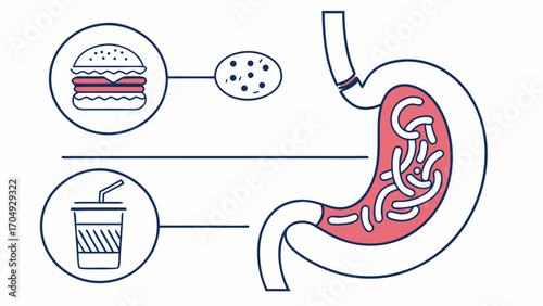 Digestive System Illustration Depicting Food Intake and Stomach Processes
