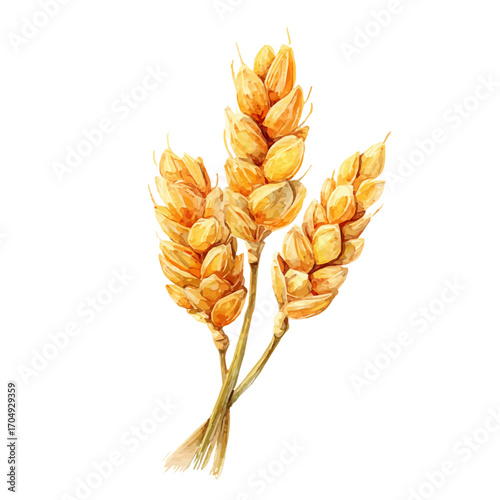 Wheat, watercolor illustration vector, isolated on a white background.