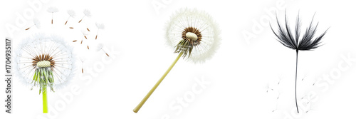 Three unique dandelions showcasing seed dispersal, isolated on clean transparent black background
