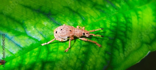 A detailed macro shot of a small brown weevil, a type of beetle from the Curculionidae family, resting on the surface of a vibrant, textured green leaf. The image captures the intricate details 