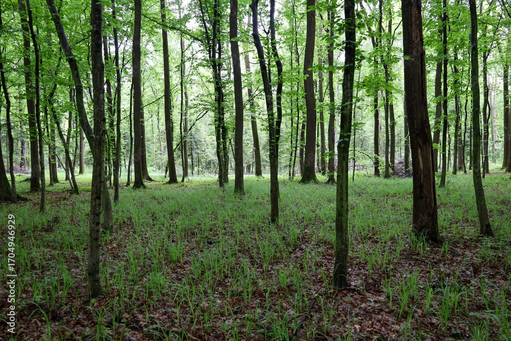 Obraz premium A bright deciduous forest with tall trees and dense young foliage. The green wall of plants creates an atmosphere of freshness and tranquility.