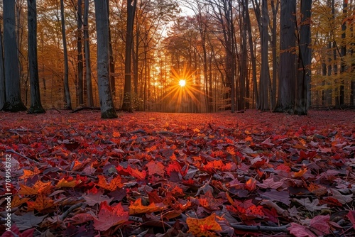 Autumnal forest scene with fallen leaves in golden light.