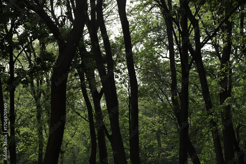 Fototapeta premium Green Trees