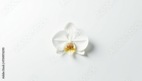 Delicate white orchid blossom against pure white backdrop, photography, botanical
