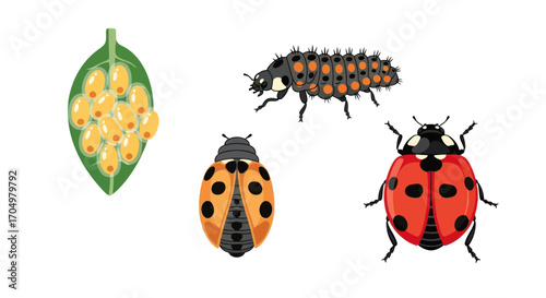 Ladybug life cycle stages showing eggs larva and adult forms.