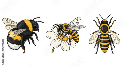 Detailed Illustration of Three Different Bee Types.