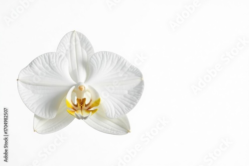 Single white orchid blossom isolated on pure white background , isolated, photography, white orchid