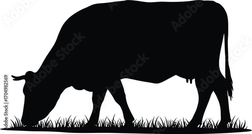 Silhouette of a Cow Grazing in a Field of Grass	