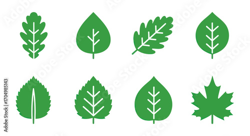 Collection of various green leaves from different tree species.